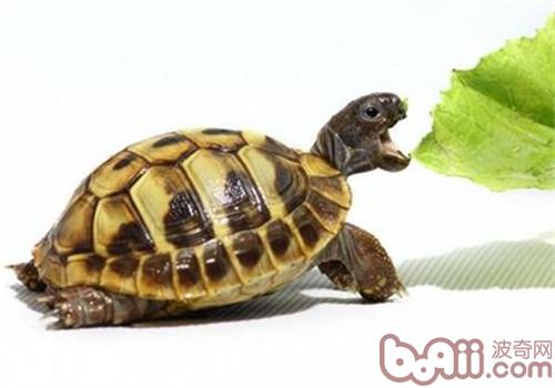 Heman Lu Shape characteristics of turtles