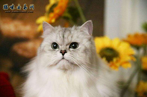 What cat food is good for Chinchilla cats?