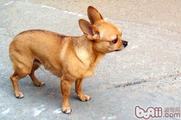 Why do dogs tuck their tails when they are afraid