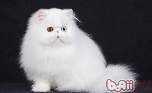 Coat color and body shape can infer the type of Persian cat