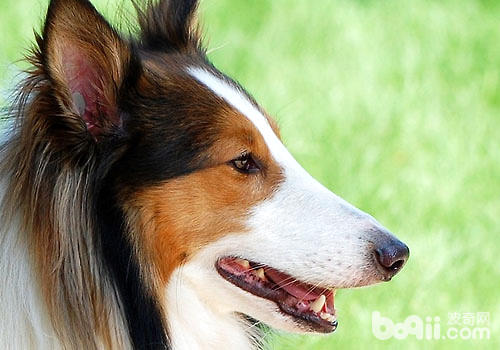 What is the price of a Scottish Sheepdog? 