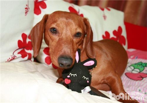 The competition and emotions among dogs for merit