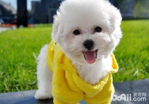 Do dogs match their shouts with their body shape