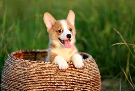 Why do Corgis have their tails docked? (Picture 2)