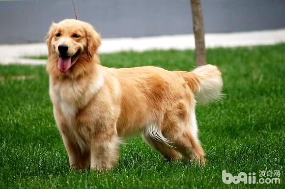 What are the characteristics of purebred golden retrievers?