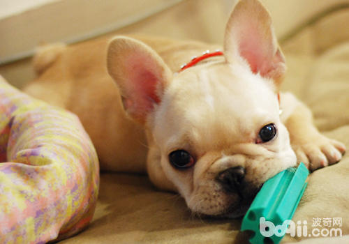 How to keep dogs calm