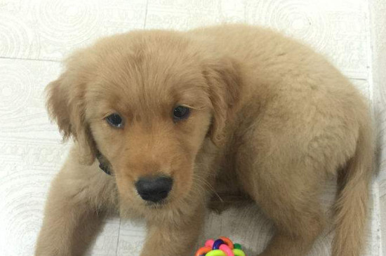 What kind of dog food is good for Golden Retrievers