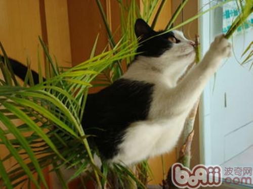 Which Cats can easily become the 