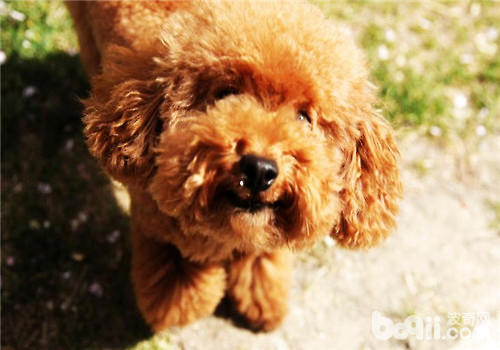 Things to note when setting up a Teddy kennel