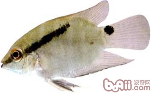 Shape Characteristics of Thrush Sea Bream