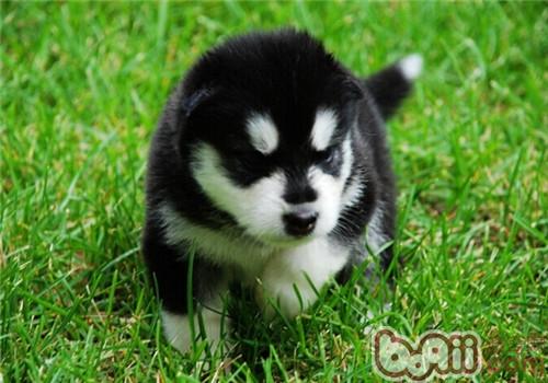 How much does an Alaskan Malamute cost