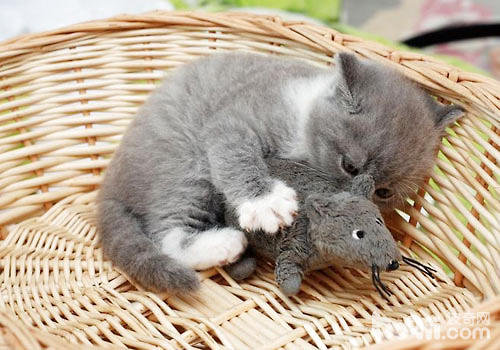 How to know Is a cat sick? title=