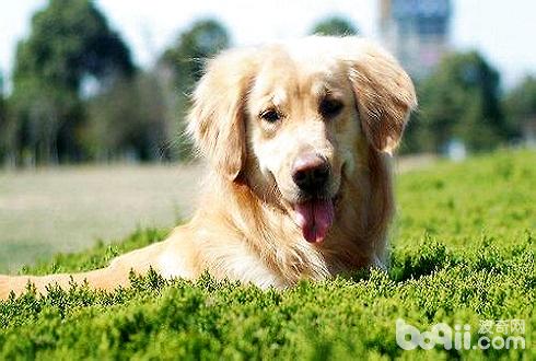 Six key points of elderly dog ​​care for elderly dogs