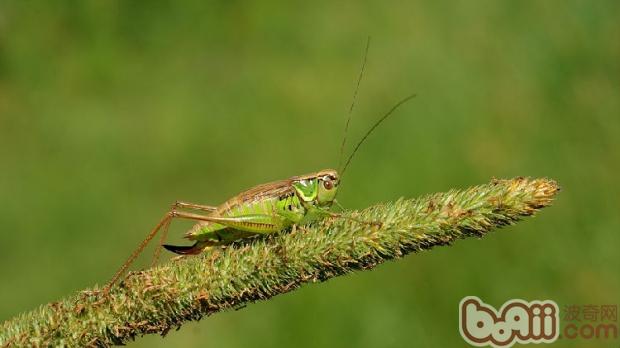 Decrypting the mysterious body structure of crickets