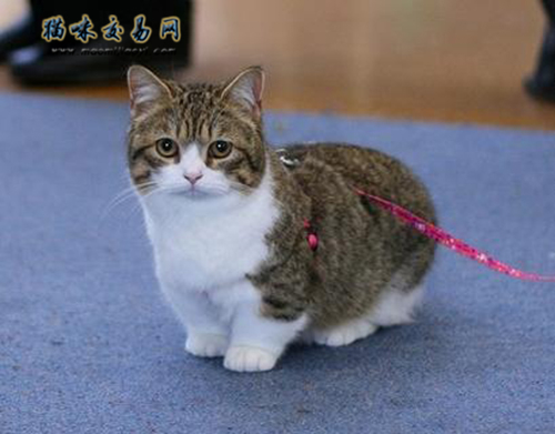 Are short-hair cats expensive? How to sell British short-hair cats?