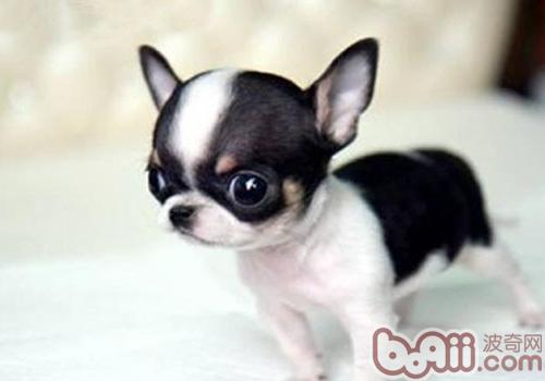 Dog Protection Eye Methods