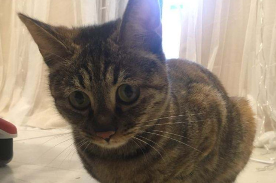 How many grams of cat food do adult cats eat in a day