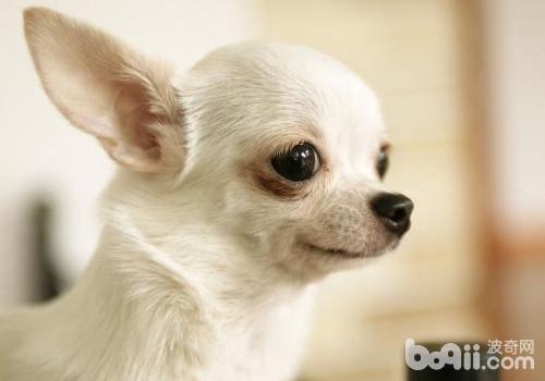 How to protect the rights of adulterated pet food purchased in a pet store