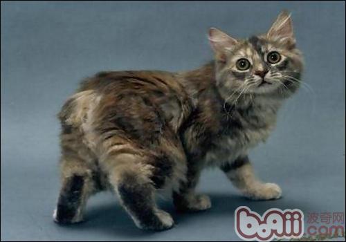 How to choose a Manx cat 