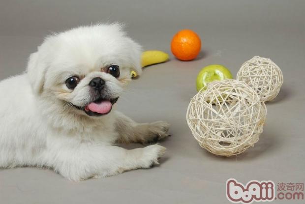 Pet Shop Dog Boarding Guide