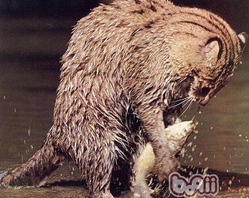 fish catching expert ——Fishing Cat