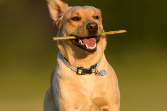 How many grains is 30g dog food