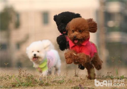 Explanation of the use of dogs for exercise