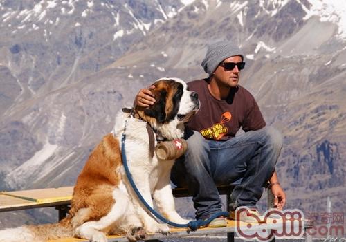 Saint Bernard The degree of clinginess of dogs
