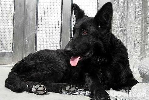 Belgian Black Shepherd Price