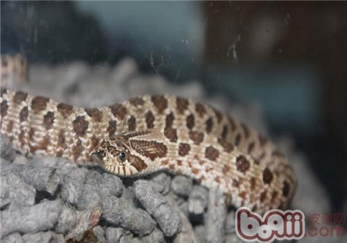 Morphological Characteristics of Hognose Snakes
