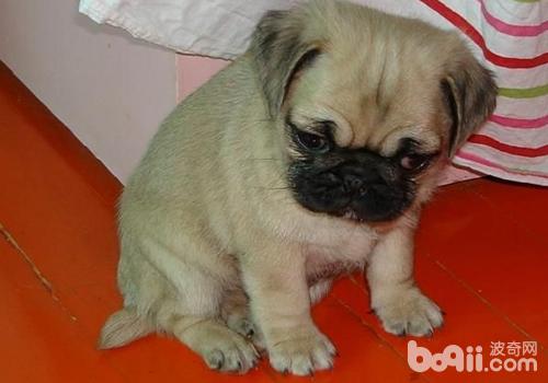 How to give Pug deworming