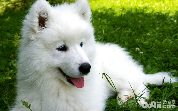 How to choose a strong Samoyed puppy