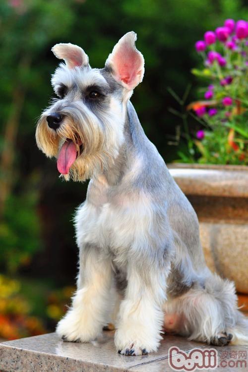 How to choose the right toys for your Schnauzer