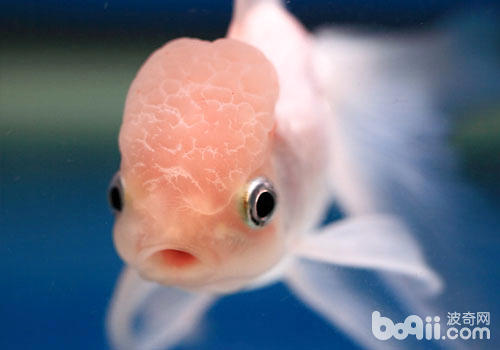 A brief discussion on the feeding and maintenance of pearl goldfish Then