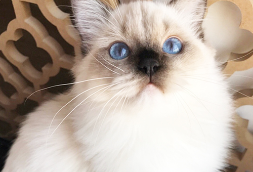 What are the dangers of online pet cat trading?