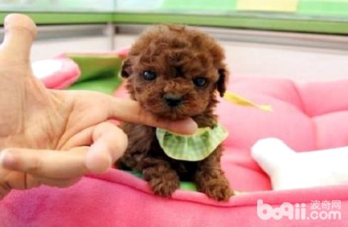 How much is a Teddy in a teacup