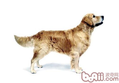 How to let Dogs also have beautiful 