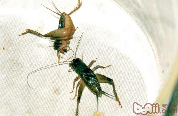 Crickets fight, choose the first look at the head