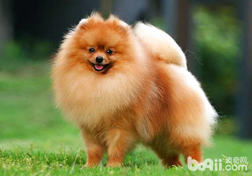 What is the difference between British-style and American-style dogs?