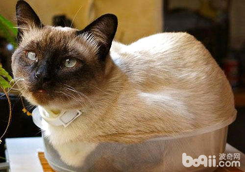  Are Siamese cats cross-eyed? 