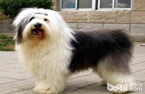 Do ancient shepherd dogs shed hair? 