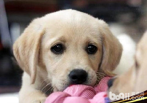 What should Labrador Retrievers pay attention to when feeding? 