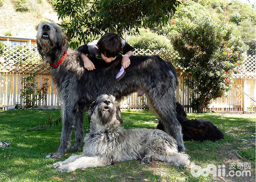 The tallest dog in the world - the Irish Hound