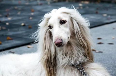 Will a female dog come to visit her aunt? ? What are the precautions? (Picture 2)