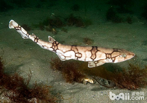 What species of sharks are suitable for captivity? 