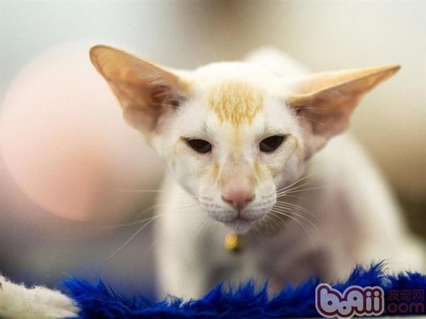 What cat doesn