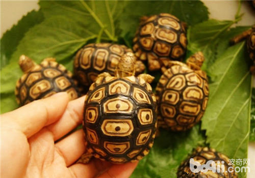 How long is the life span of a turtle? 
