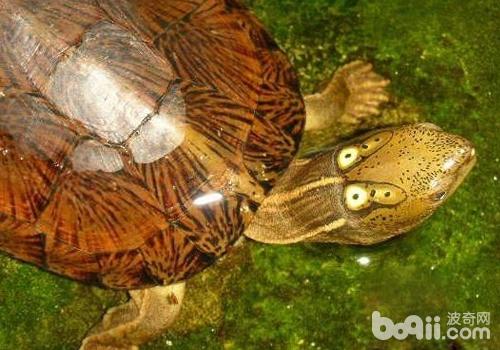 Use Terrapin Methods and precautions for using aquatic turtles