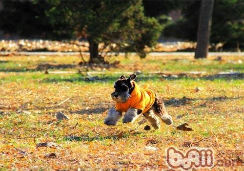  How to choose a suitable dog walking necklace