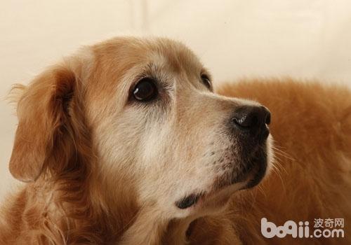Can Office Workers Keep Golden Retrievers?